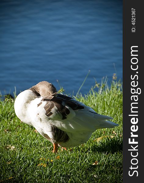 Brown and white duck sleeping on grass next to a deep blue lake. Brown and white duck sleeping on grass next to a deep blue lake