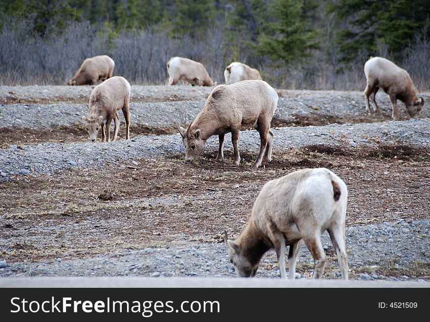 Goats eating grass in the roadside