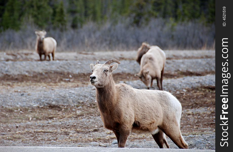 Goats eating grass in the roadside