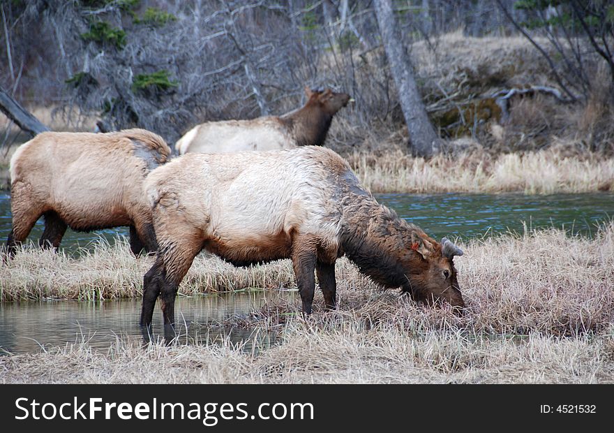 Elk eating grass in the roadside