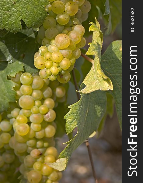 Bunch of white grapes in a vine