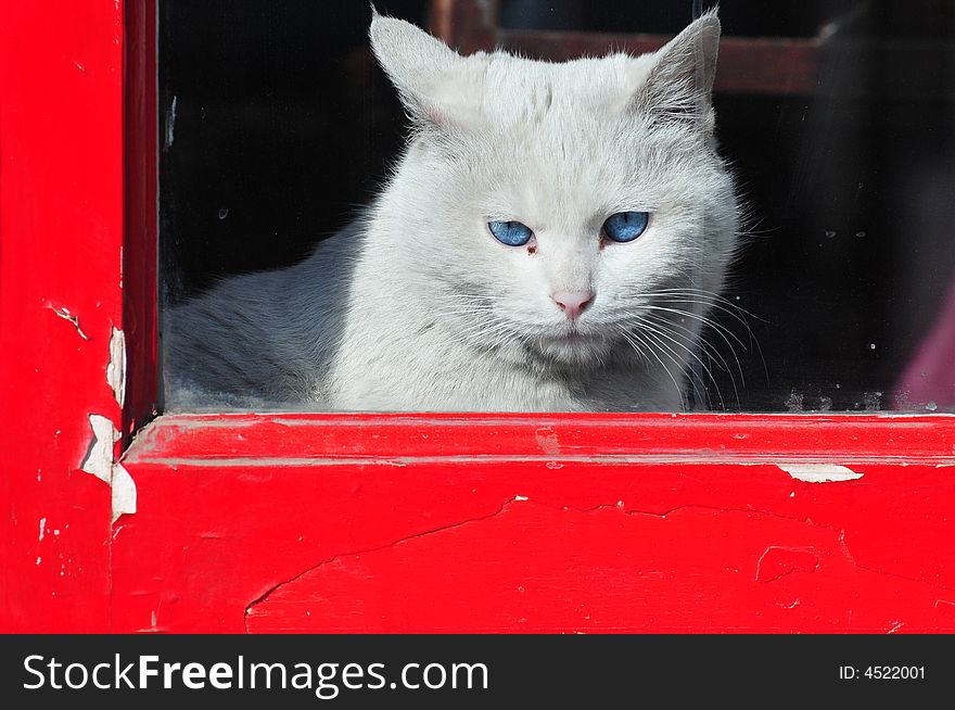 White cat behind the window