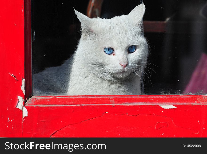 White cat behind the window