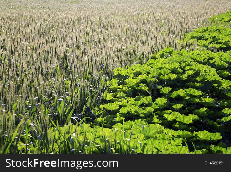 Wheat Field In The Spring