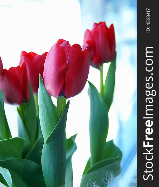 Photo of red tulips on spring