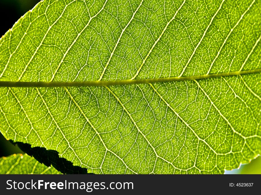 Nature series: close up of green transparent leaf