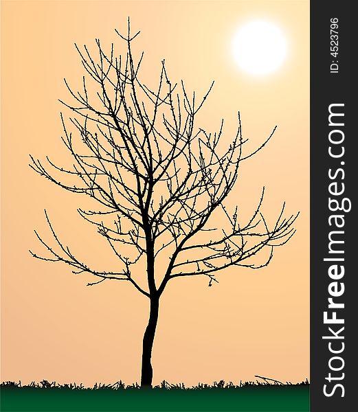 Peaceful scene of tree silhouette and grass against sun rise. Peaceful scene of tree silhouette and grass against sun rise