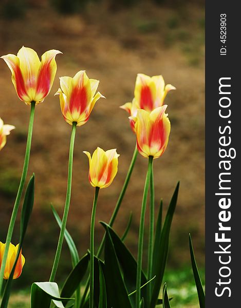 A flowerbed with backlight flowers. A flowerbed with backlight flowers