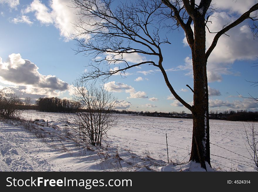 Trees and fields along rural road in the winter