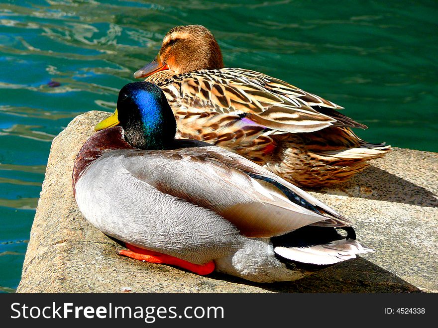 Pair of ducks looking out to sea