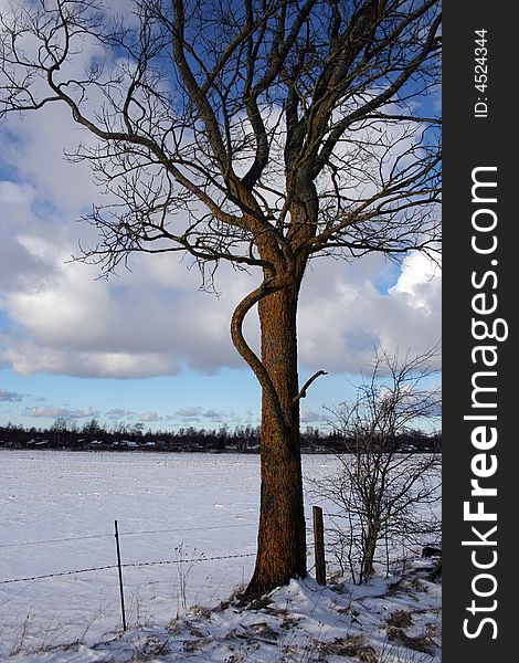 Trees and fields along rural road in the winter