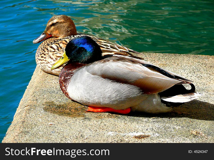 Pair of wild ducks sitting together. Pair of wild ducks sitting together