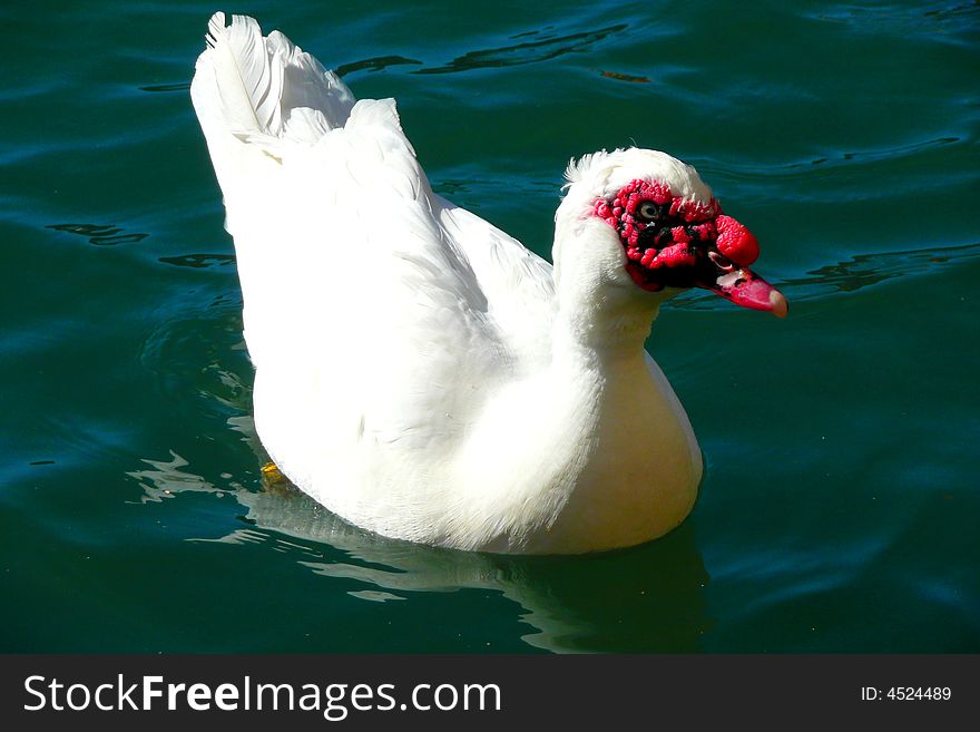 A pure white Muscovy duck in the water. A pure white Muscovy duck in the water