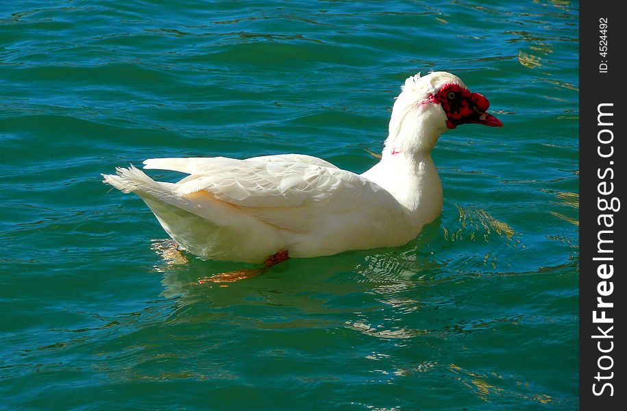 Pure white Muscovy duck swimming