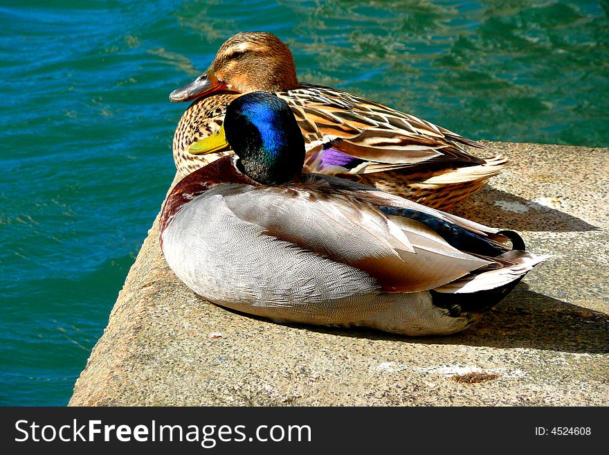 Couple of ducks sit together in the sun