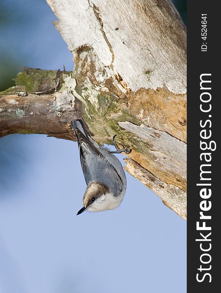 A brownheaded nuthatch hunting for insects upside down on an old pine tree.