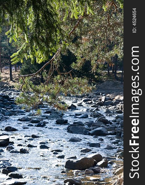 Pine tree branches and the river on the sunny day