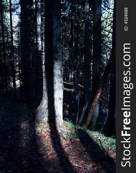 Pine tree in the forest and shadows on it