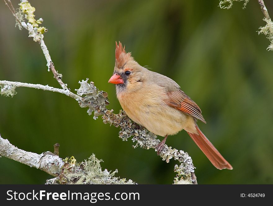 Female Northern Cardinal