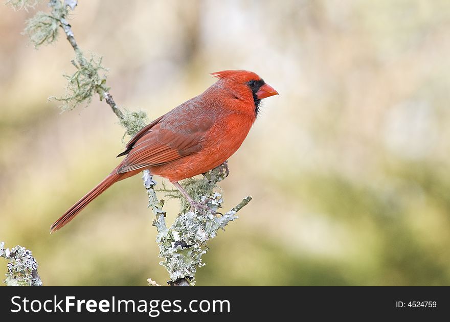 A male northern cardinal on tree branch