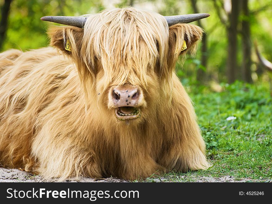 A long haired orange/brown Scottish cow breed. A long haired orange/brown Scottish cow breed.
