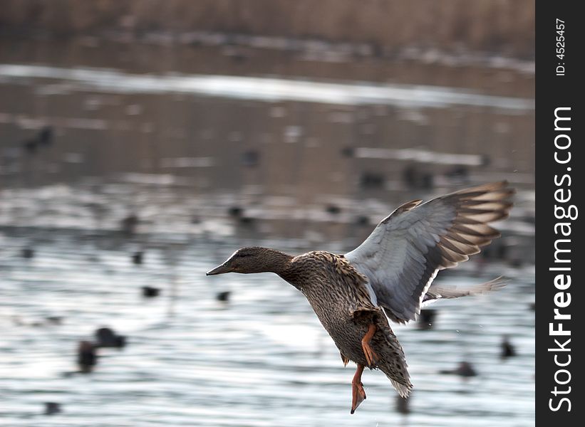 Female mallard duck landing in the lake. Female mallard duck landing in the lake