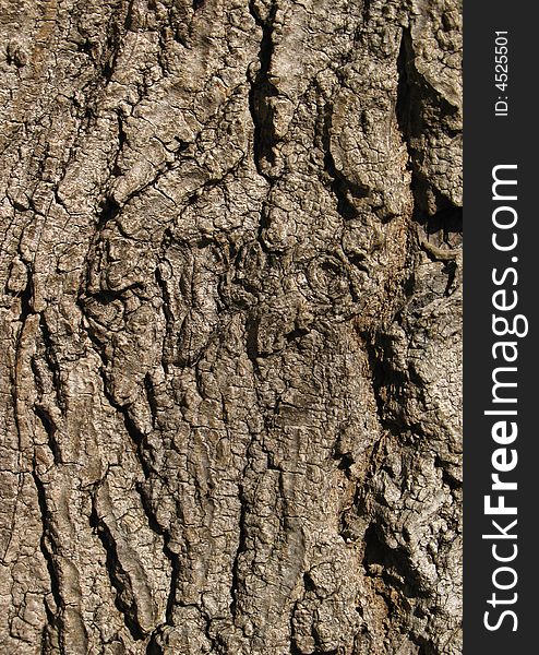 Wooden texture from oak tree bark