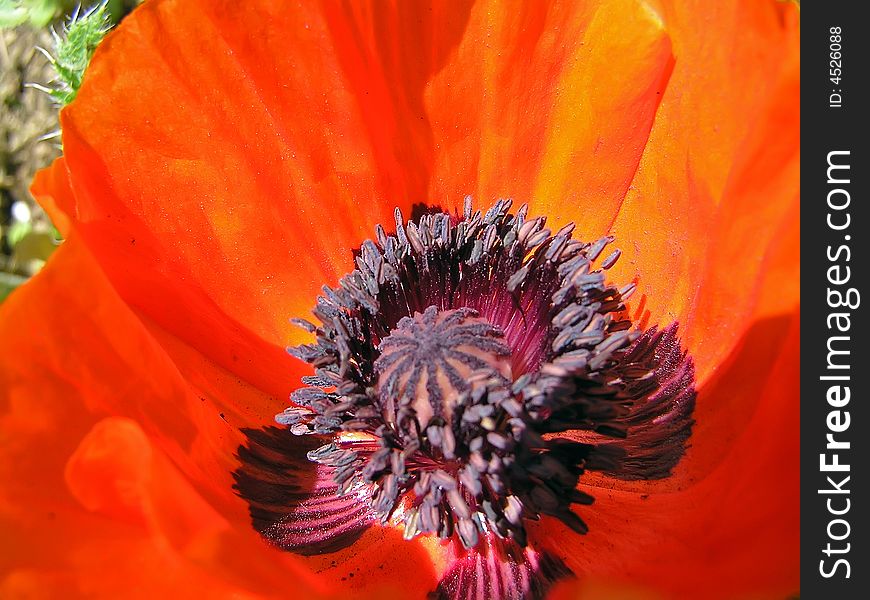 Beautiful red poppy.