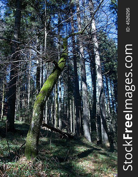 Pine tree forest sunny day at the mountains