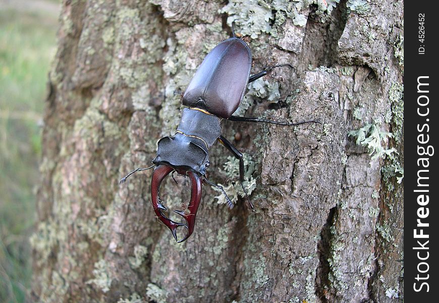 Stag-beetle on the tree, attacked by ants.