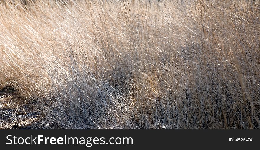 A field of grass in the sun