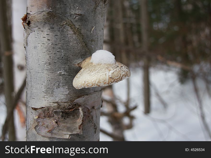 Snow capped fungus