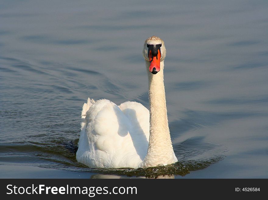 Mute swan in the water on a clear summer day
