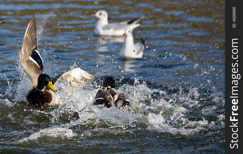 Quarreling mallards in the pond, Poland