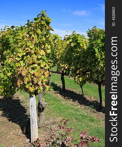 Beautiful vineyard on a sunny day