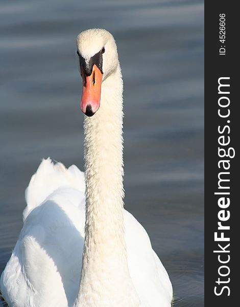 Profile of a mute swan in the water