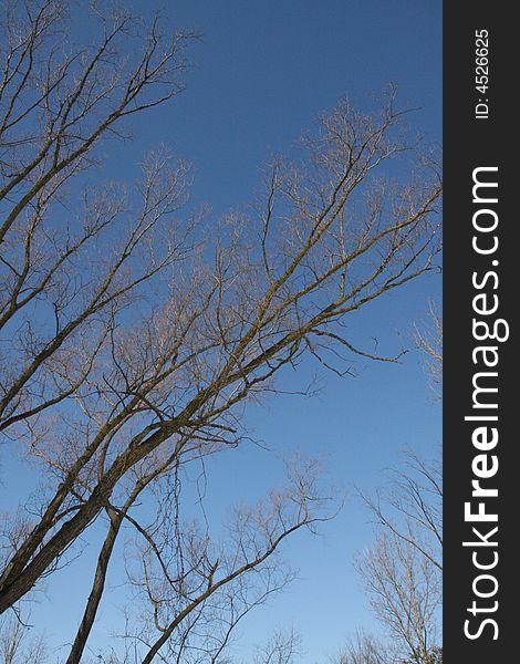 Trees. A great shot of some branches against a deep blue sky. Gives it that nice warm winter feeling.