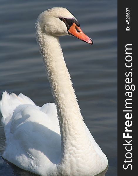 Profile of a mute swan in the water