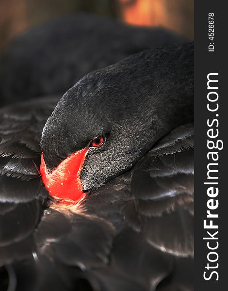 A coiled up black swan in Florida