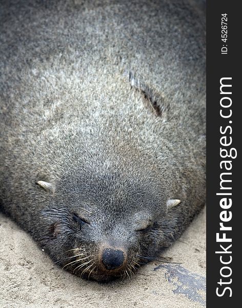 Fur seal,Namibia