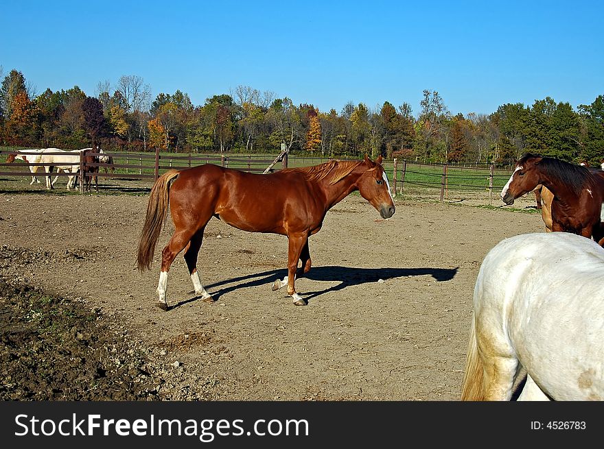 A picture of a horse taken at a stables in Indiana. A picture of a horse taken at a stables in Indiana