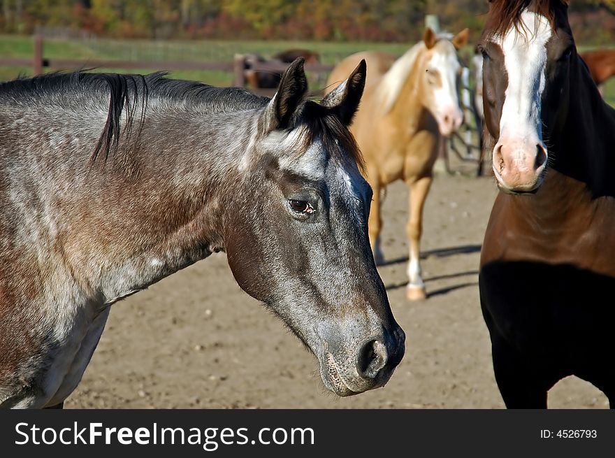 A picture of a horse taken at a stables in Indiana. A picture of a horse taken at a stables in Indiana