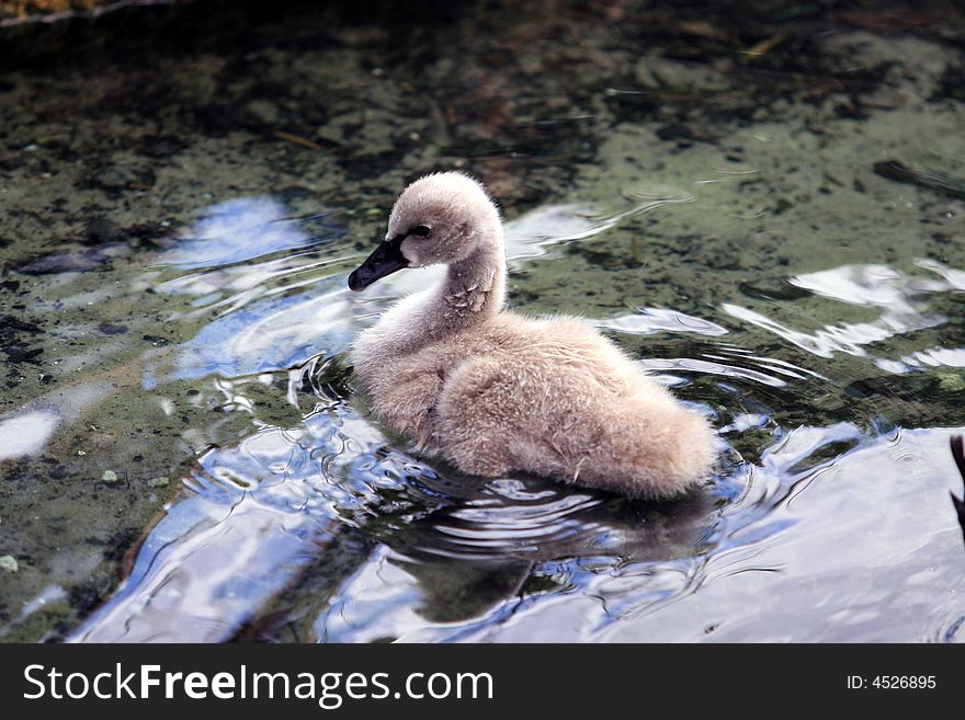 A baby swan in Orlando Florida. A baby swan in Orlando Florida