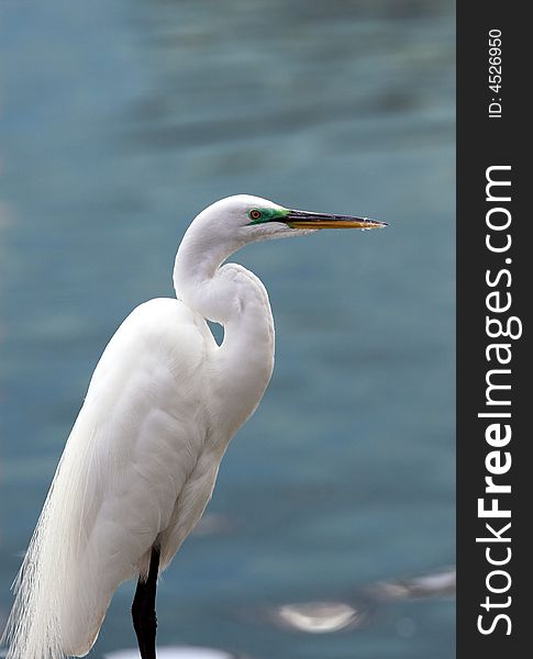 A posing white bird at Lake Eola. A posing white bird at Lake Eola