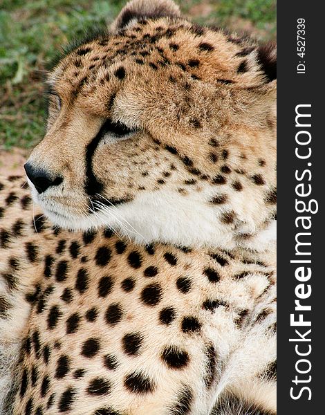 A young male cheetah resting on the ground showing beautiful fur and spots
