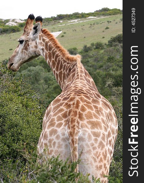 Male giraffe feeding on bush showing beautiful fur patterns