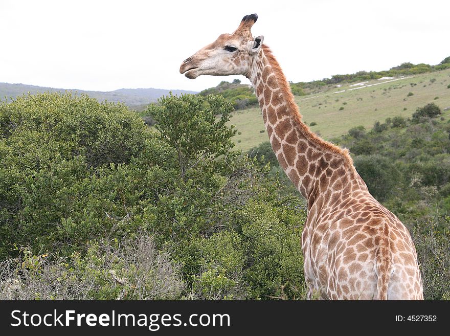 Male giraffe feeding on bush showing beautiful fur patterns