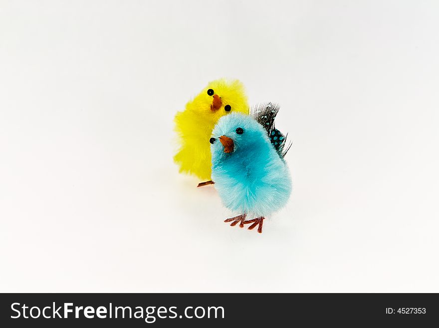 Little eastern chicken in funny colour