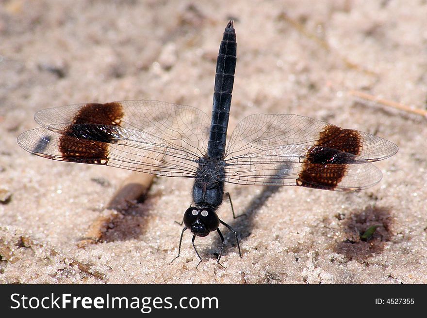 A dragon fly resting on river sand feeding on natural salts