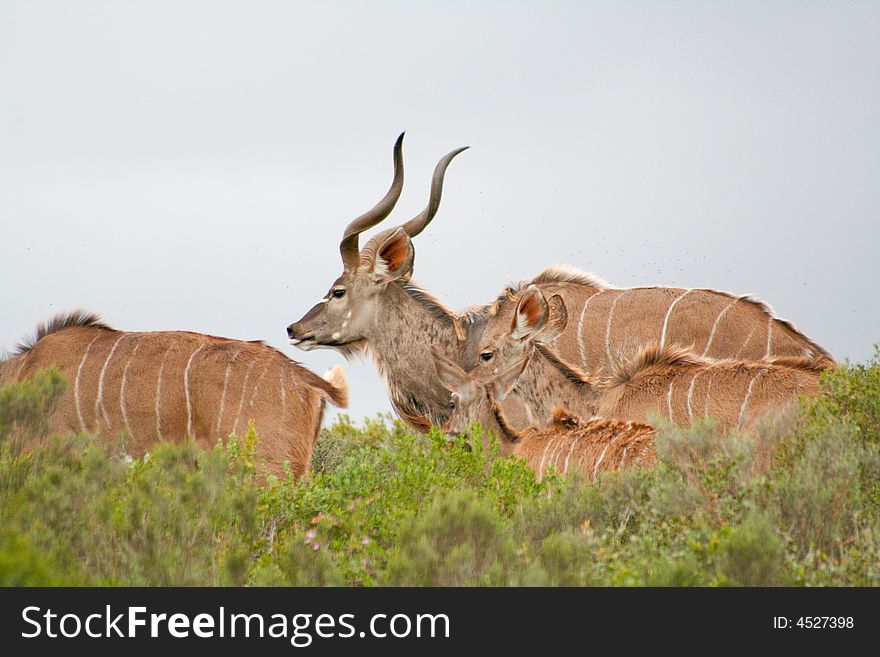 A group of kudu walking through thick bush showing camoflage. A group of kudu walking through thick bush showing camoflage.